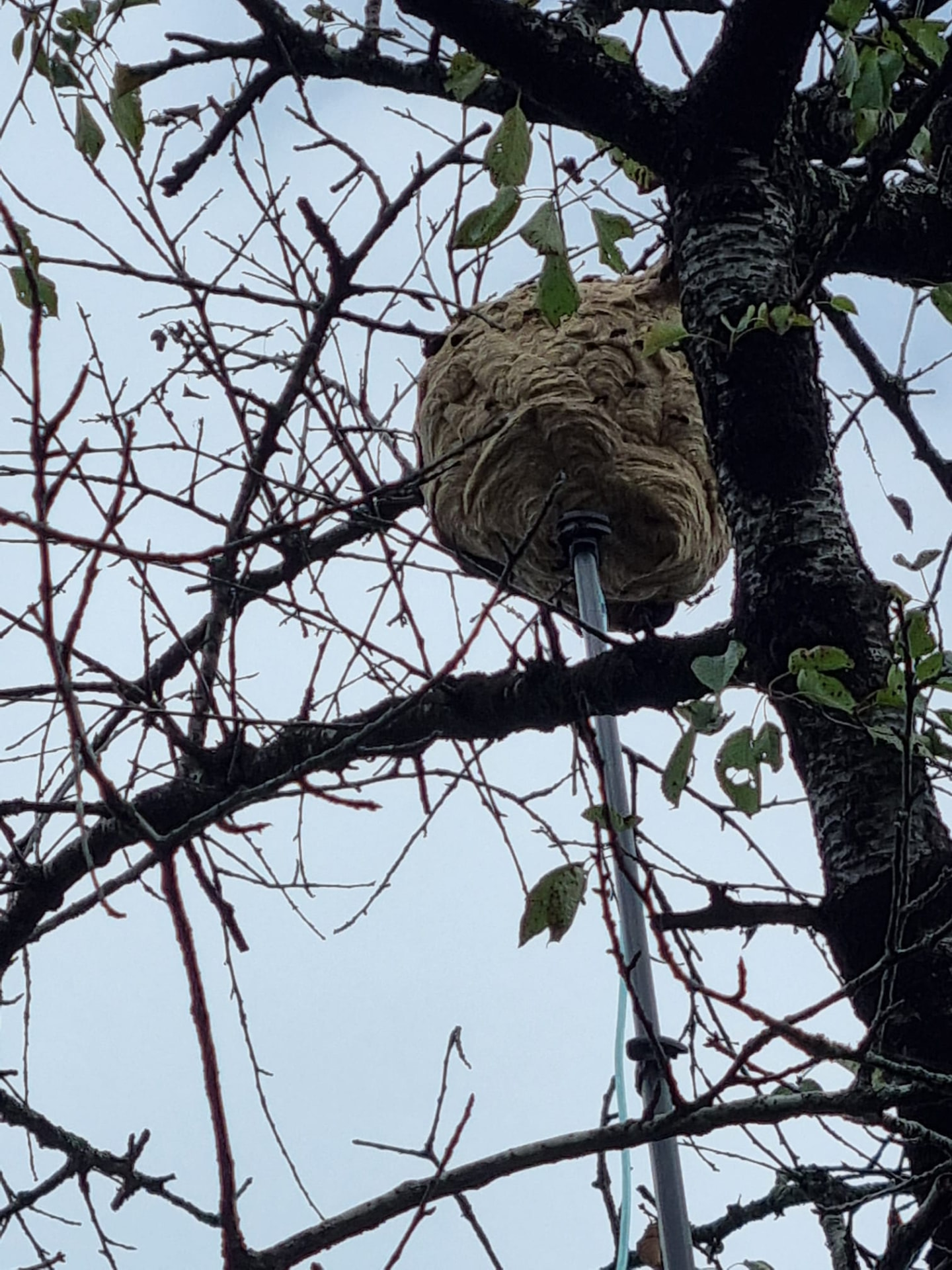 Perche télescopique en action sur un nid de frelons logé dans les branches d'un arbre